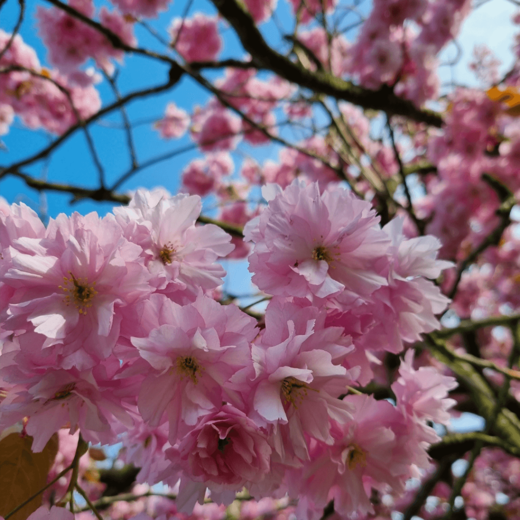 blomster